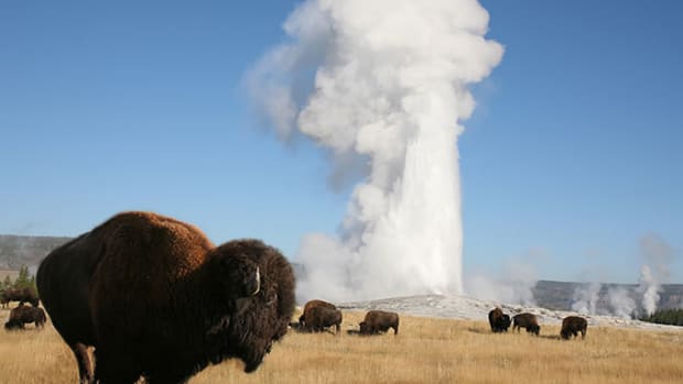 Bison at Old Faithful Geyser in Yellowstone National Park